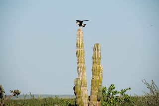 Bird perched on tall cactus Mexico