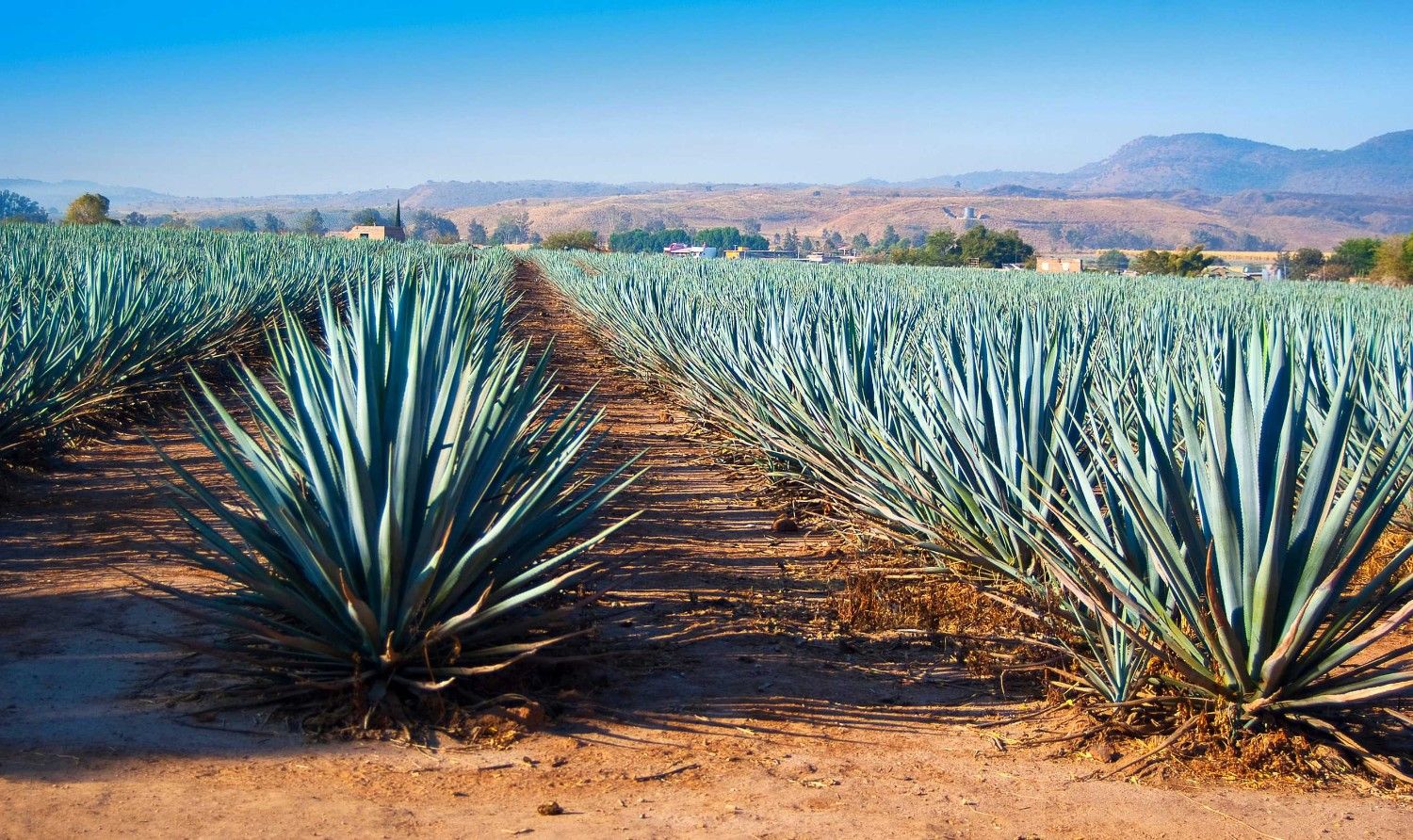 Agave Tequila Landscape