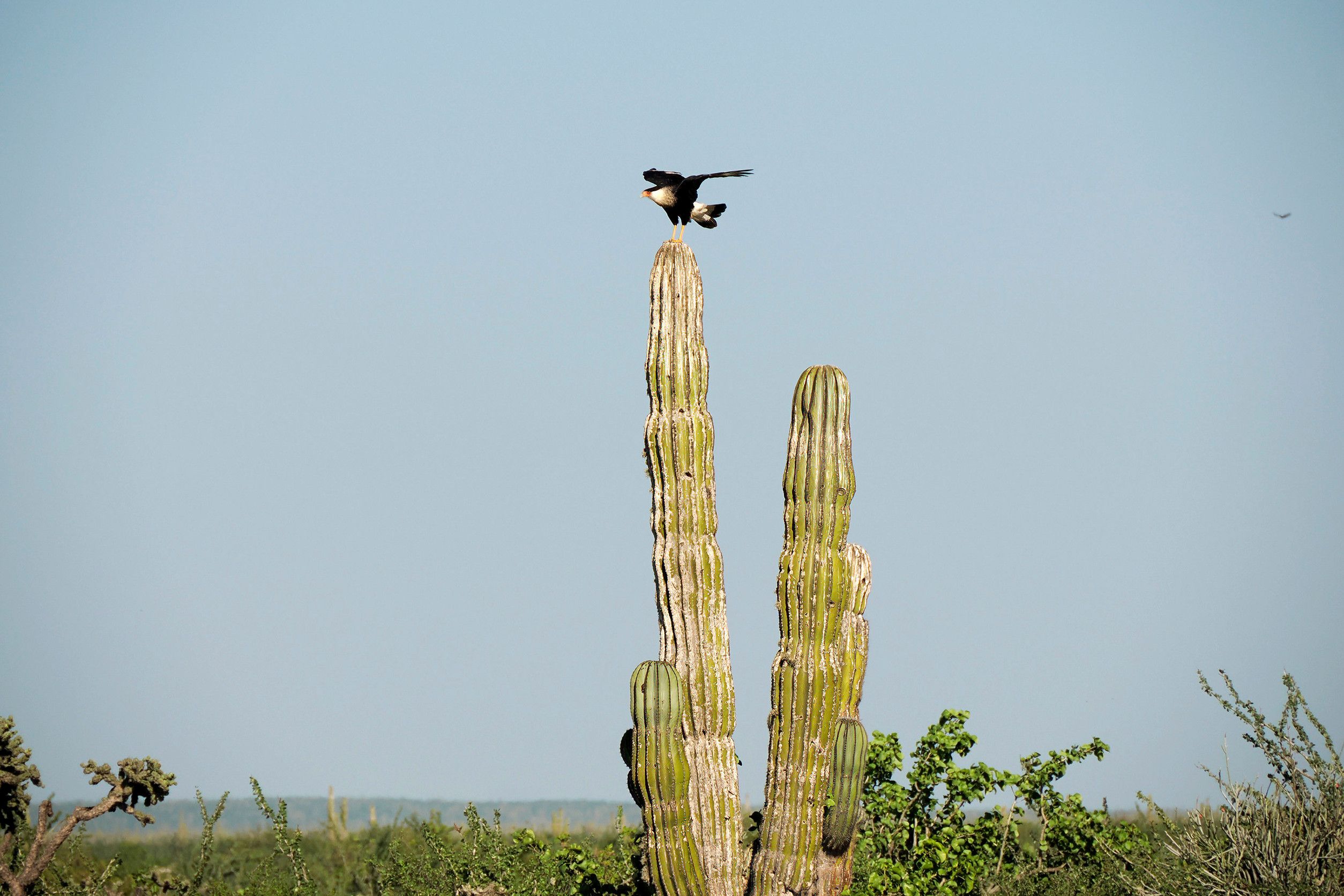 Bird perched on tall cactus Mexico Bird perched on tall cactus Mexico
