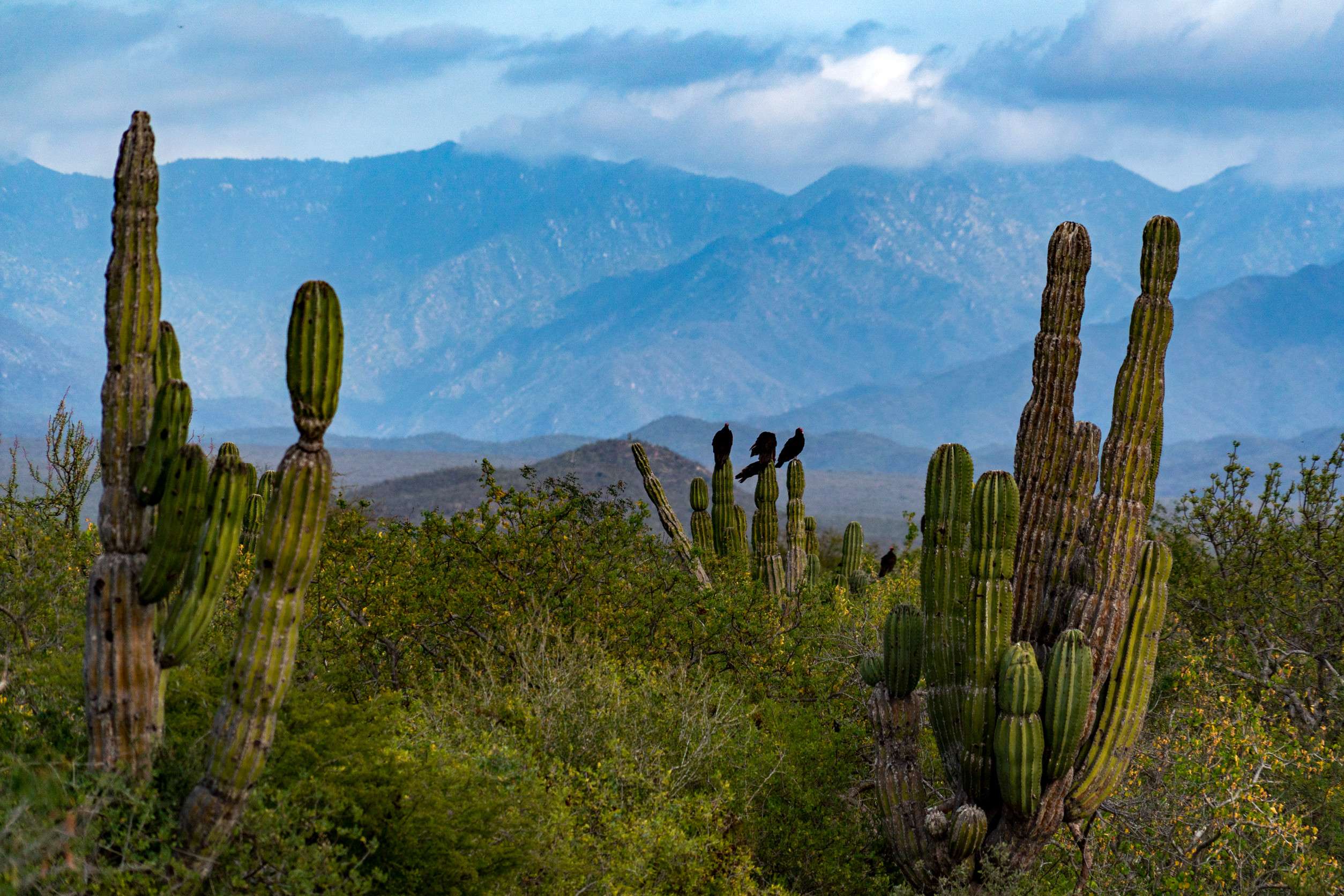 GCactus landscape with mountains in Mexico GCactus landscape with mountains in Mexico