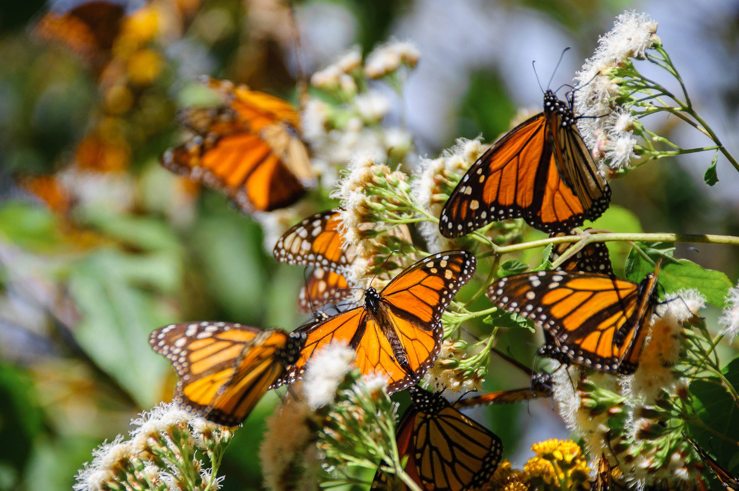 Monarch Butterfly Biosphere Reserve