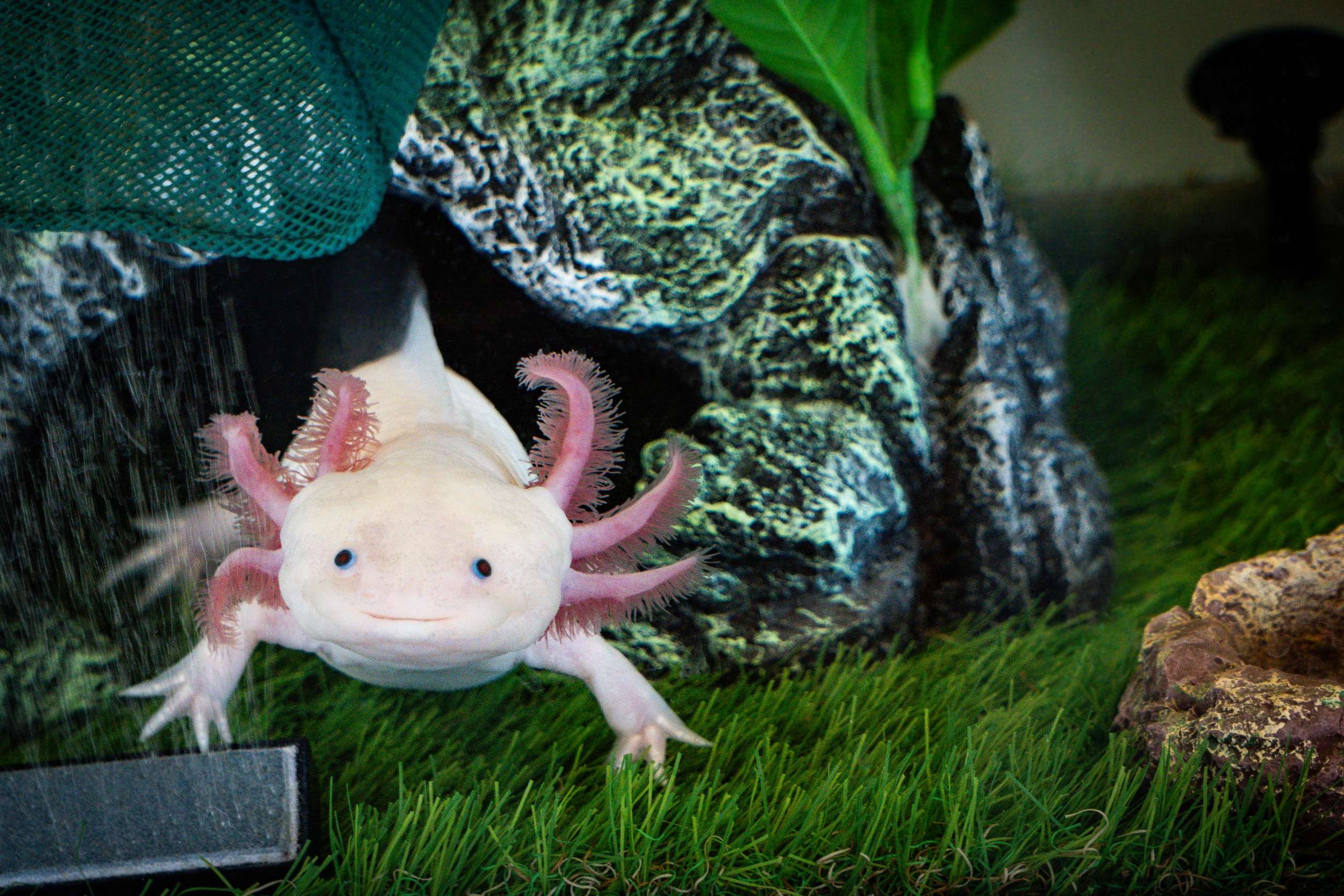 Pink axolotl in aquarium tank Pink axolotl in aquarium tank