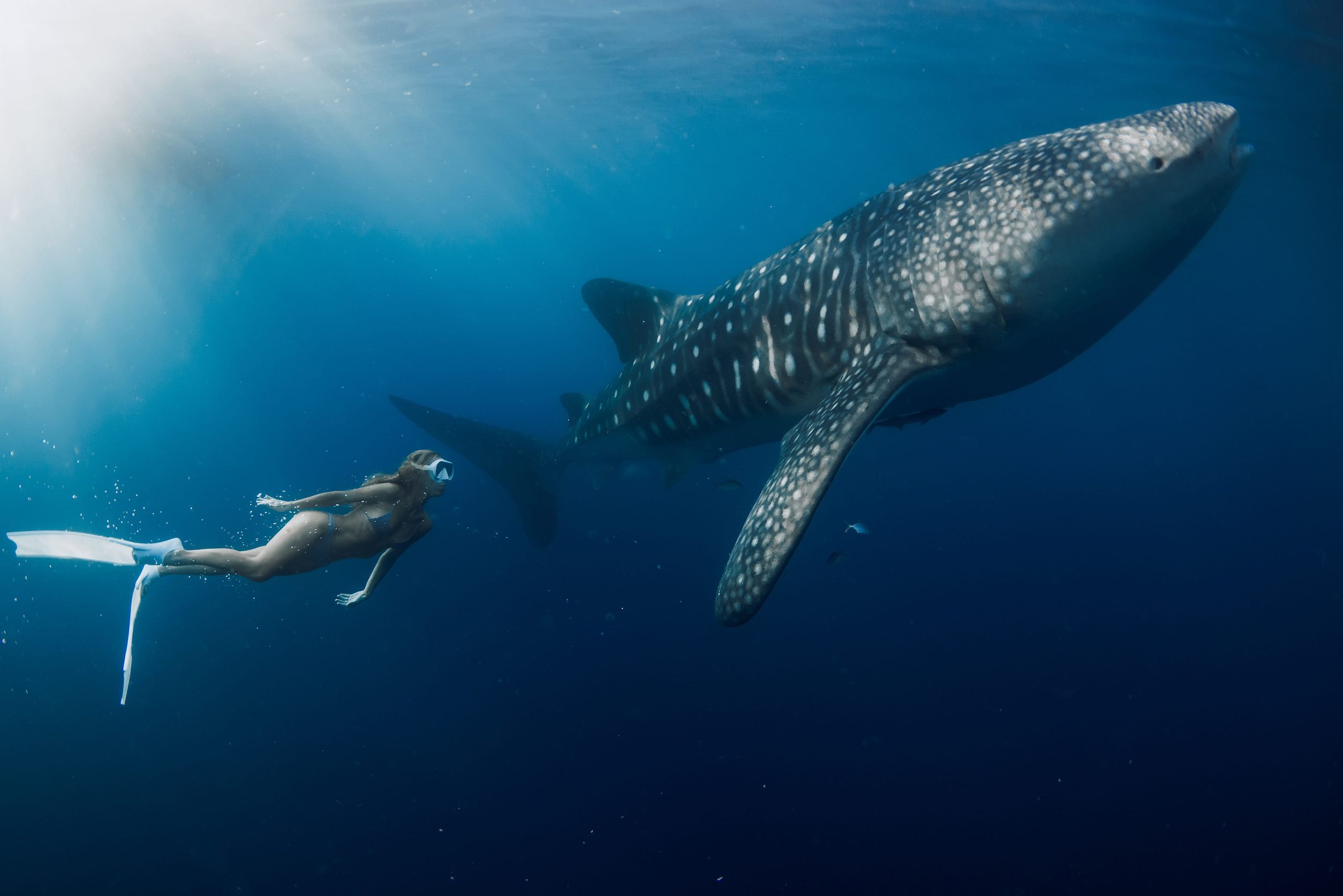 Swimming With Whale Shark